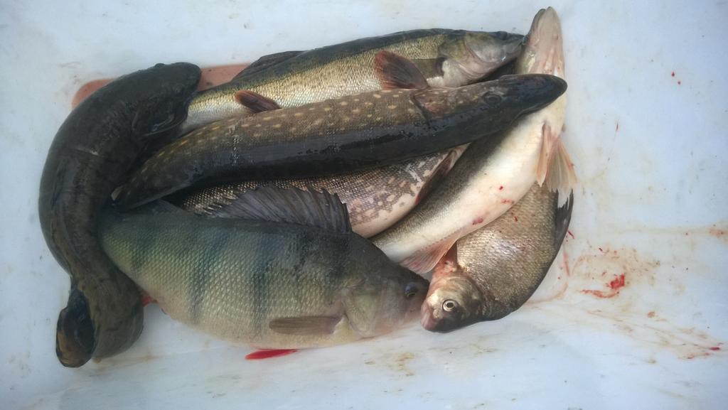 Saimaa Raikala Villa Vuoriniemi Kültér fotó